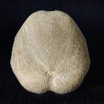 Pliotoxaster buitronae FORNER & VALLS 2019 - Bild © FossNet FossilienStore